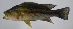 Brownspot Largemouth photo 2