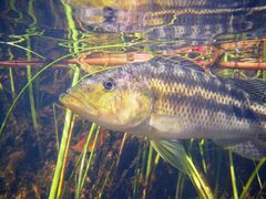 Brownspot Largemouth photo 4