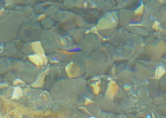 Stegastes rocasensis