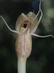 Arachnitis uniflora