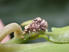 Brachyolus punctatus