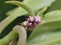 Brachyolus punctatus