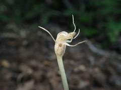 Arachnitis uniflora