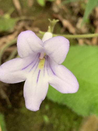 Streptocarpus cyaneus ssp. nigridens