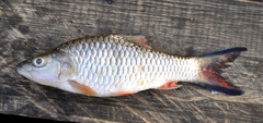 Hampala Barb photo 4