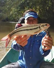 Bornean Sultan Fish photo 1