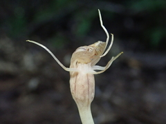 Arachnitis uniflora