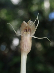 Arachnitis uniflora
