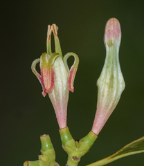 Macrosolen capitellatus