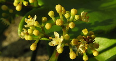 Zanthoxylum petiolare