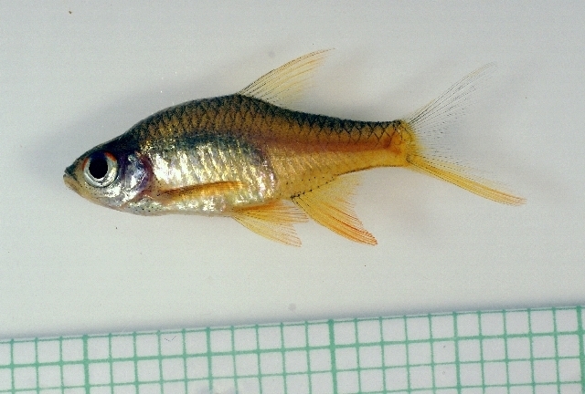 Vateria Flower Rasbora