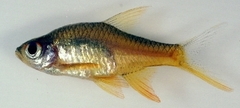 Vateria Flower Rasbora photo 3