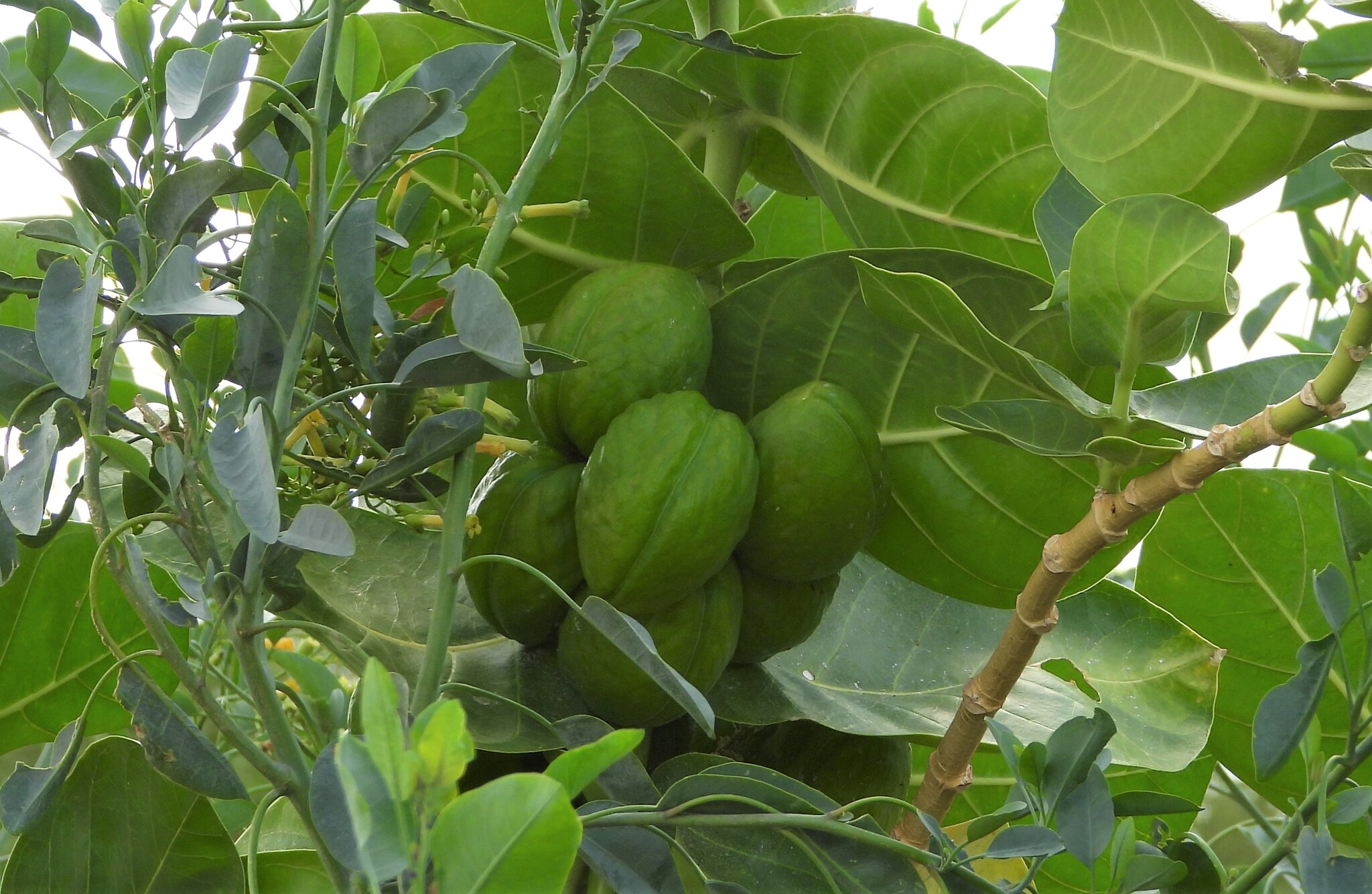Calotropis procera