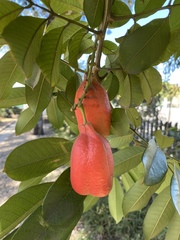 Blighia sapida