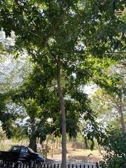 Blighia sapida