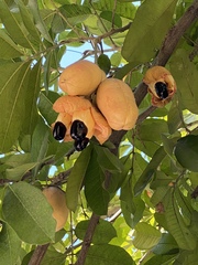 Blighia sapida