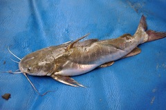 Sagor Sea Catfish photo 3