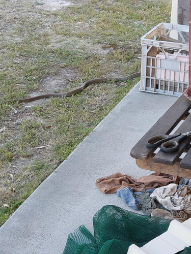 Eastern Brown Snake sighting