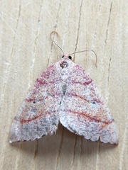 Drepanulatrix carnearia