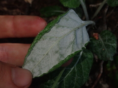 Adenocaulon chilense