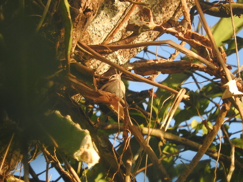Carolina Wren (White-browed)