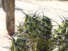 Myrtillocactus cochal