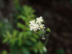 Adenocaulon chilense