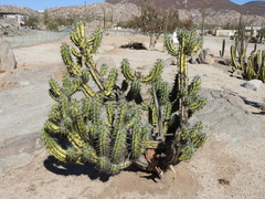 Myrtillocactus cochal