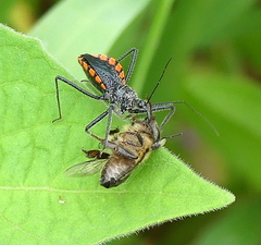 Rhynocoris tristis