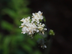 Adenocaulon chilense