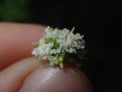 Adenocaulon chilense