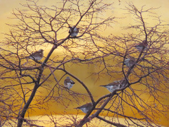 Turdus pilaris