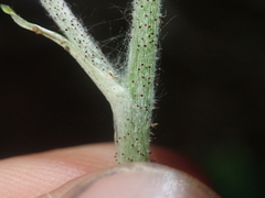 Adenocaulon chilense