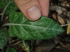 Adenocaulon chilense