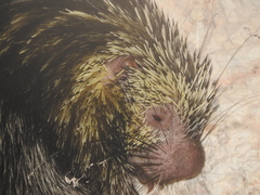 Coendou mexicanus yucataniae