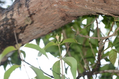 Macrosolen capitellatus