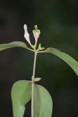 Macrosolen capitellatus