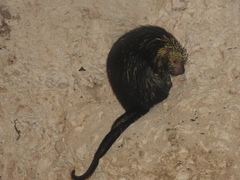 Coendou mexicanus yucataniae