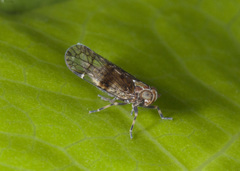 Koroana lanceloti