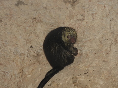Coendou mexicanus yucataniae