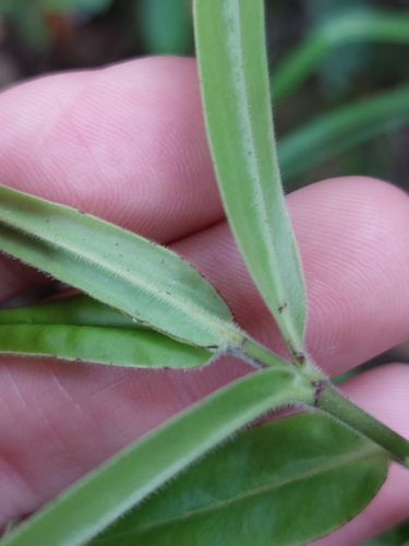 Coromandel koromiko (Veronica pubescens)