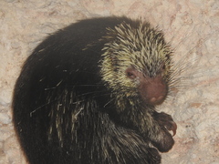 Coendou mexicanus yucataniae
