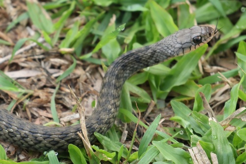 Common keelback sighting