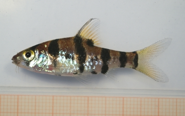 Desmopuntius foerschi
