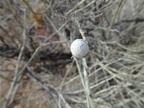 Unknown species found near Santa Fe County, NM, USA
