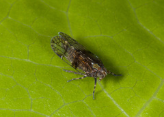 Koroana lanceloti
