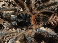 Phrixotrichus vulpinus