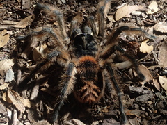 Phrixotrichus vulpinus