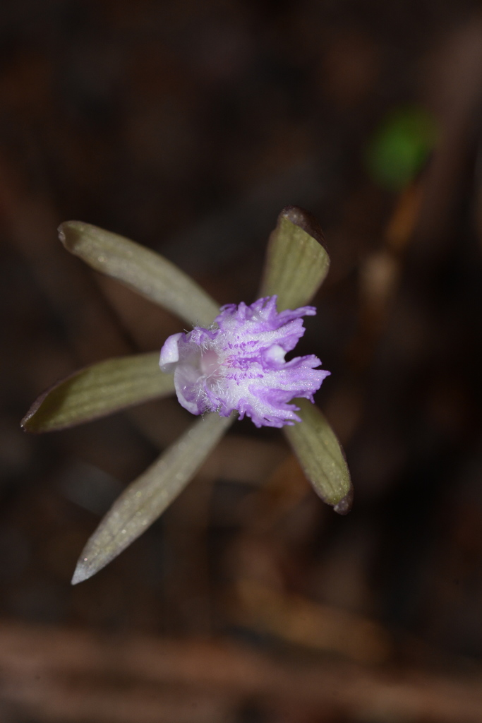 Nervilia simplex