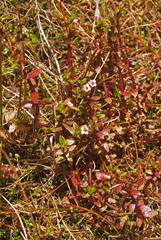 Gratiola sexdentata